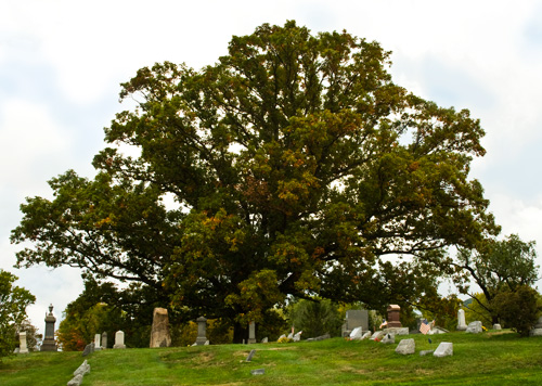 Hale Cemetery's dominating oak tree
