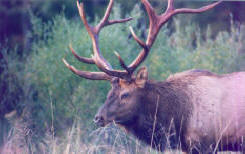 Elk Picture