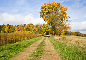 Road leading into the Limestone Cemetery