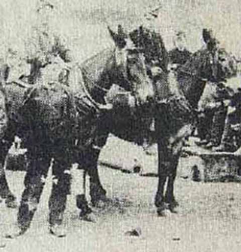 Mule drivers employed at Briar Hill mine, middle section