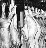 Hanging butchered beef